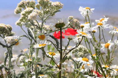 Close-up of butterfly pollinating flowers