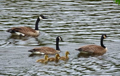 Ducks swimming in lake