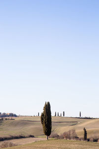 Trees on field against clear sky