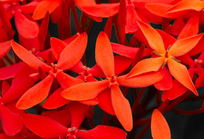 Close-up of red flowering plant