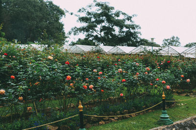 Flowering plants and trees by building against sky