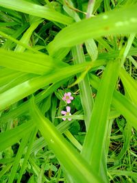 Full frame shot of flowering plants on land