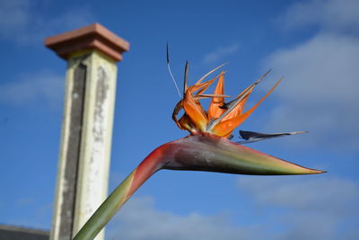 Close-up of lizard against sky