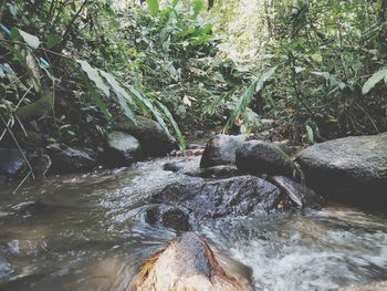 River flowing through rocks in forest