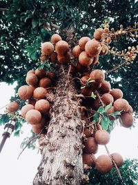 Low angle view of fruits growing on tree