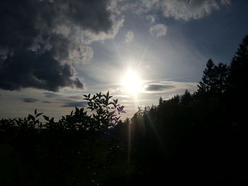 Sun shining through trees