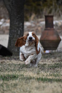 Dog running on grass