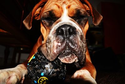 Close-up portrait of dog at home