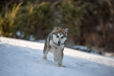 Dog on snow field