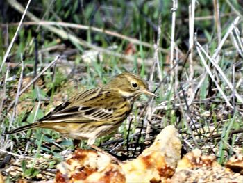 Close-up of bird perching on ground