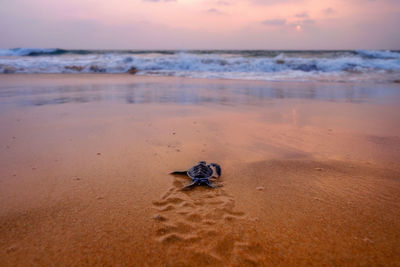 Close-up of crab on beach against sky during sunset