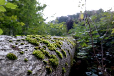 Surface level of moss against plants