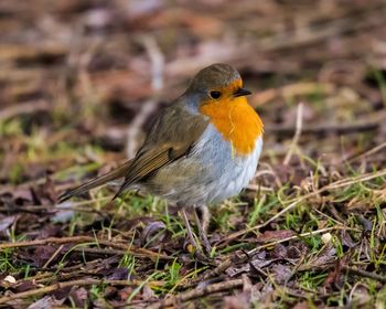 Close-up of bird perching on field