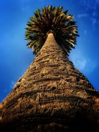 Low angle view of palm tree against blue sky