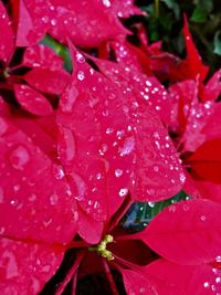 Close-up of wet red flower blooming outdoors