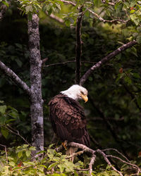 Bald eagle perched on a branch in sitka, alaska