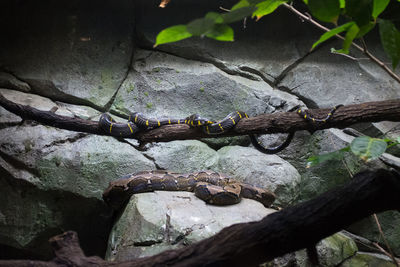 Close-up of lizard on tree