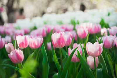 Close-up of pink crocus blooming outdoors