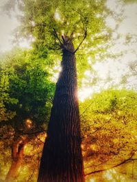 Close-up of tree trunk in field