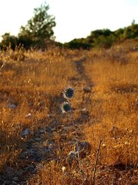 Close-up of dry flower on field