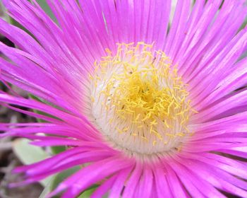Close-up of pink flower blooming outdoors