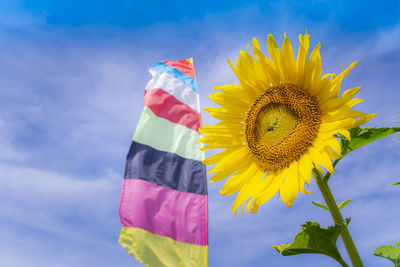 Low angle view of sunflower against sky