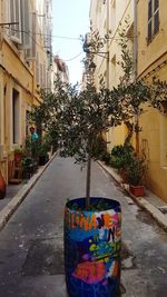 Potted plants on street by building