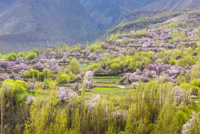 Colorful cherry blossoms blooming in spring on beautiful mountain background.