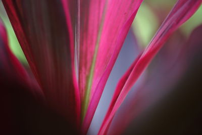 Full frame shot of pink flowering plant