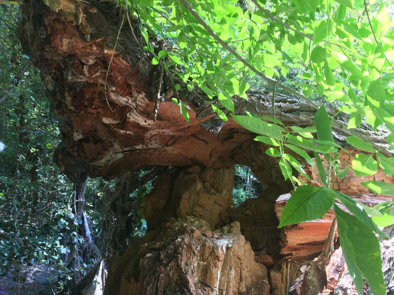 LOW ANGLE VIEW OF TREE TRUNK IN FOREST