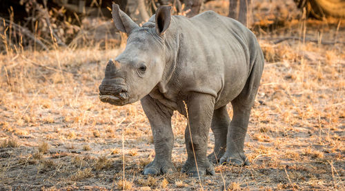 Rhinoceros standing in a field