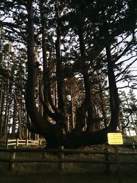 Information sign on tree trunk