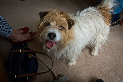 Portrait of dog standing at home