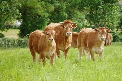 Cows on field
