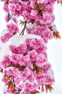 Low angle view of pink cherry blossoms in spring