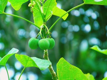 Close-up of fruits on tree