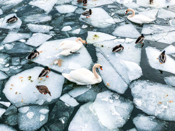 High angle view of birds in lake during winter