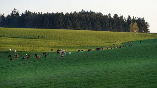 People on field against sky