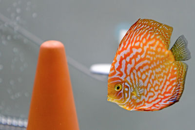 Close-up of fish swimming in tank