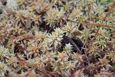 Close-up of insect on flower