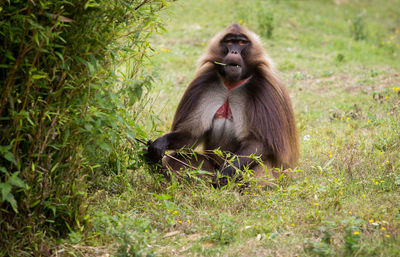 Lion sitting on land