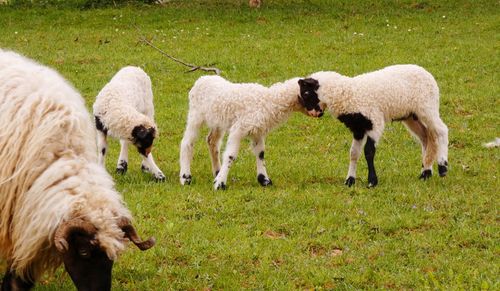 Sheep grazing in a field