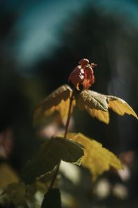 Close-up of insect pollinating on flower