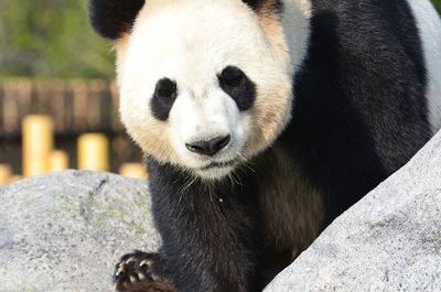 Close-up of giant panda