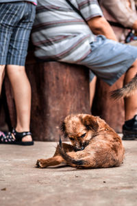 Low section of man with dog