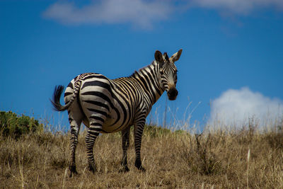 Zebras on field against sky