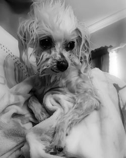 Close-up portrait of dog at home