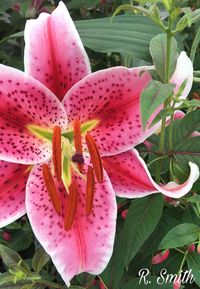 Close-up of pink day lily