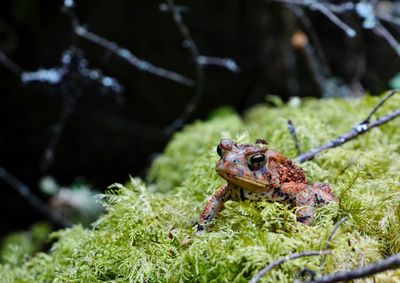 Close-up of frog on land