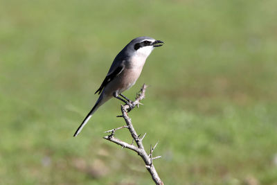 Bird perching on a branch